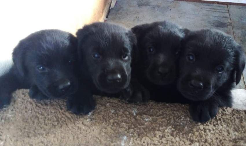 BABY LABRADOR - 13k - 0 - Dogs  on Aster Vender