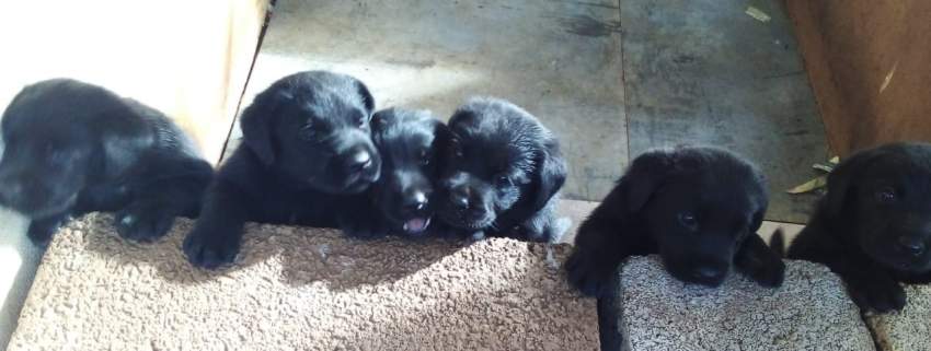 BABY LABRADOR - 13k - 6 - Dogs  on Aster Vender