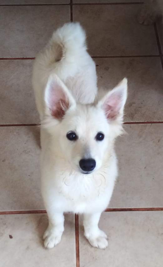 BABY GERMAN SPITZ  - 12k - 4 - Dogs  on Aster Vender