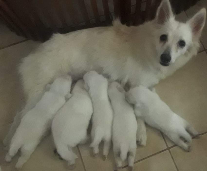 BABY GERMAN SPITZ  - 12k - 0 - Dogs  on Aster Vender