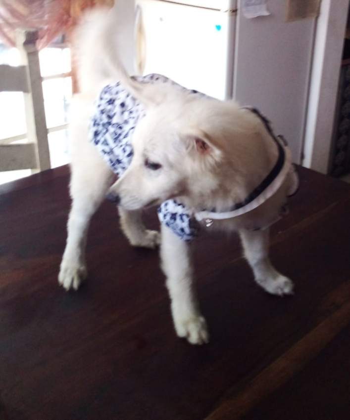 BABY GERMAN SPITZ  - 12k - 3 - Dogs  on Aster Vender