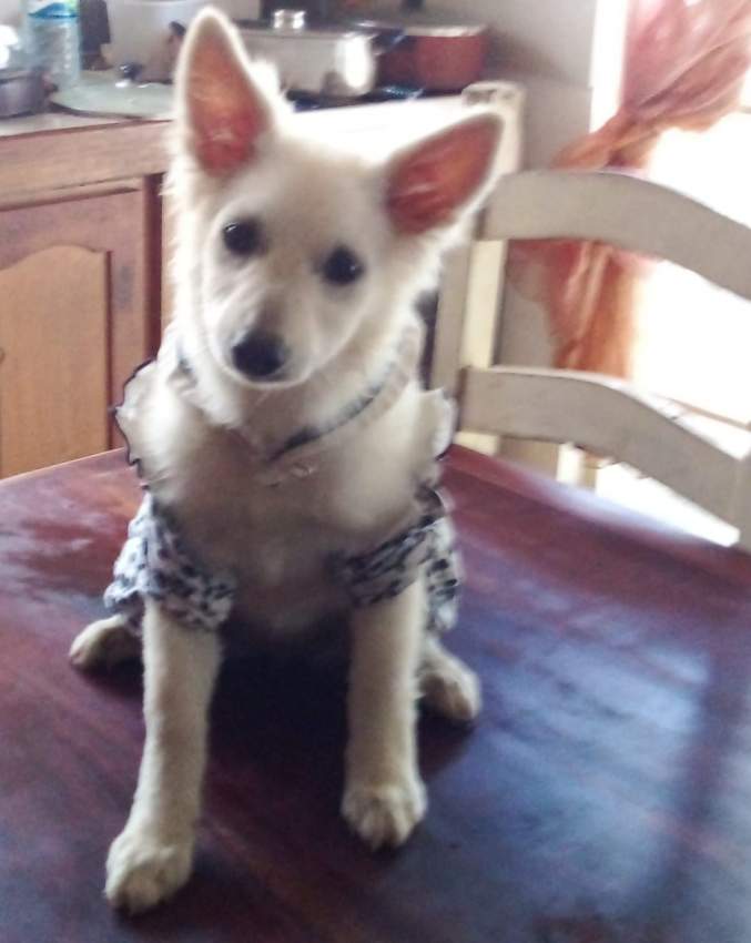 BABY GERMAN SPITZ  - 12k - 2 - Dogs  on Aster Vender