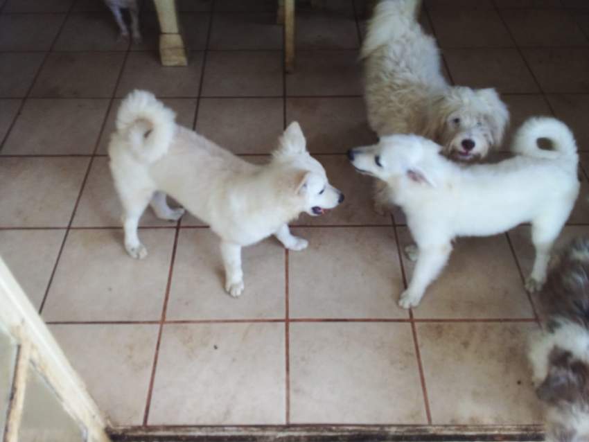 BABY GERMAN SPITZ  - 12k - 5 - Dogs  on Aster Vender
