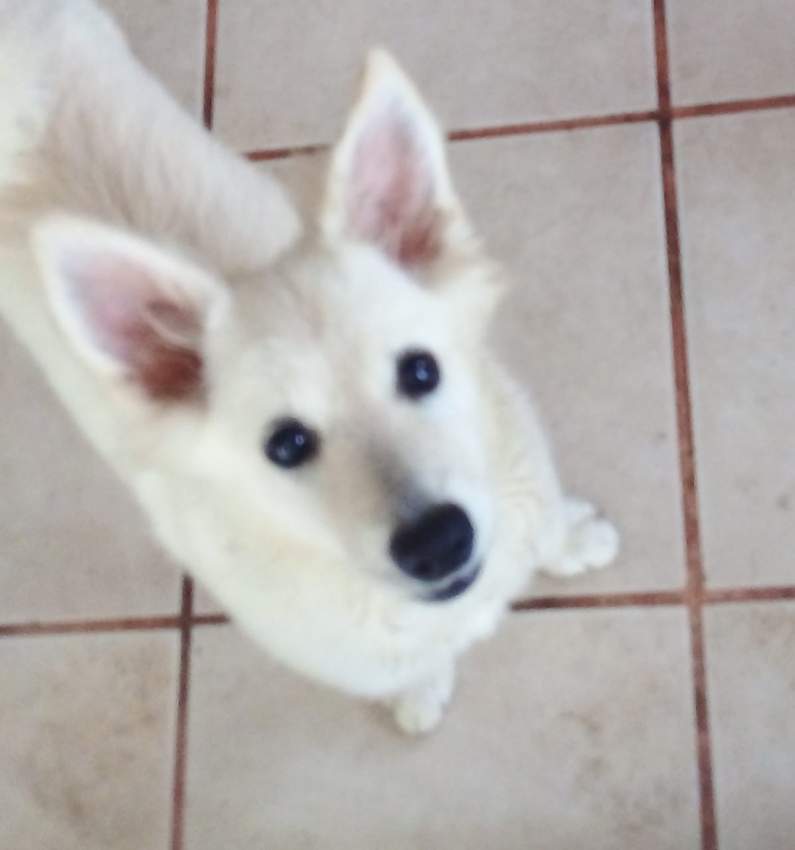 BABY GERMAN SPITZ  - 12k - 1 - Dogs  on Aster Vender