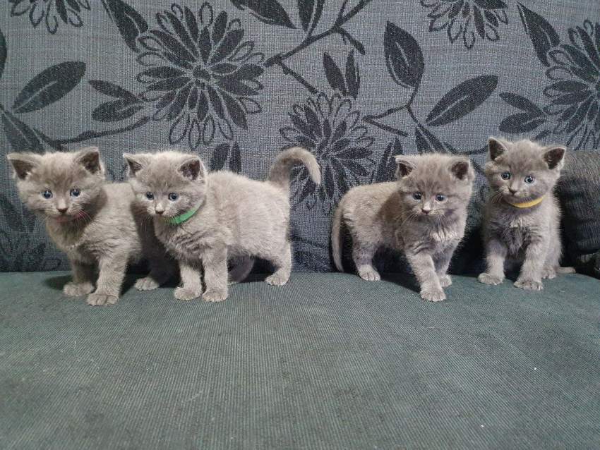 Beautiful Russian Blue kittens