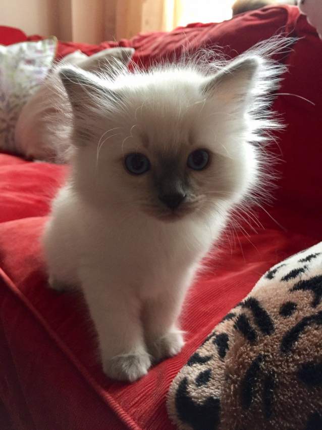 Beautiful Ragdoll kittens - 0 - Cats  on Aster Vender