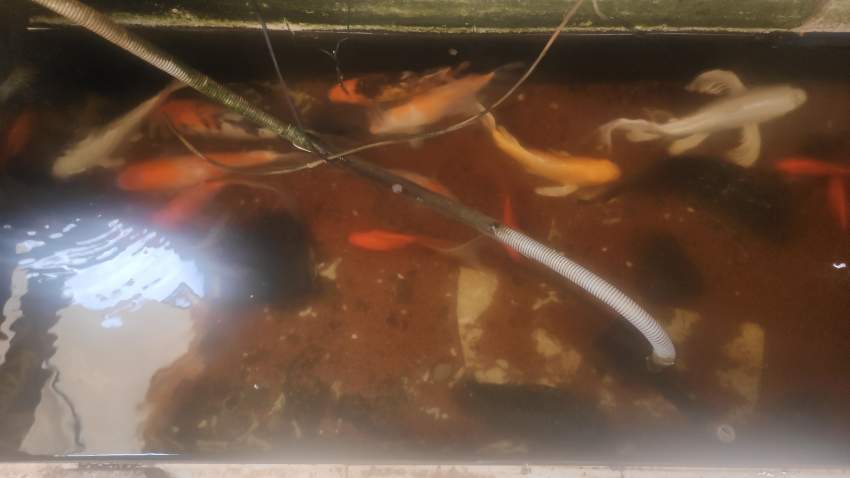 10 Koi - Multicolor - 3 -  Aquarium fish  on Aster Vender