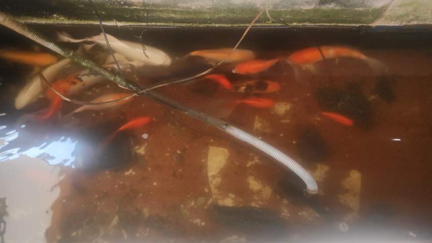 10 Koi - Multicolor - 1 -  Aquarium fish  on Aster Vender