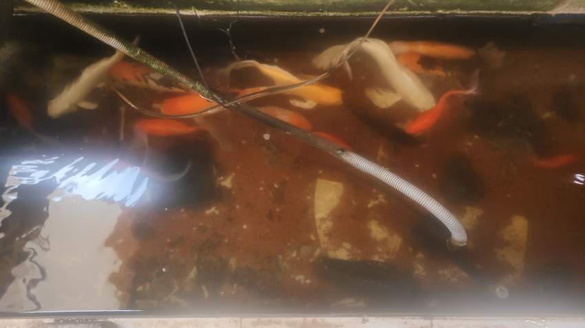 10 Koi - Multicolor - 2 -  Aquarium fish  on Aster Vender