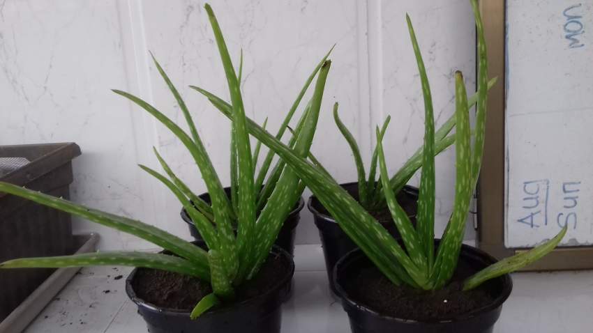Aloe Vera - 0 - Plants and Trees  on Aster Vender