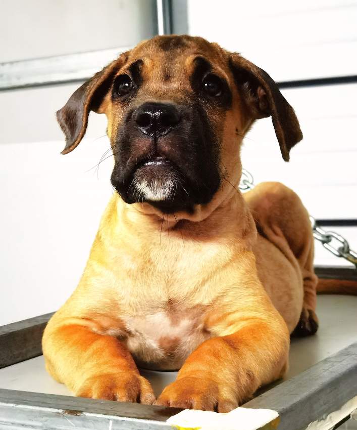 Cane Corso Puppies Great Combination of Italian and French Bloodline - 1 - Dogs  on Aster Vender