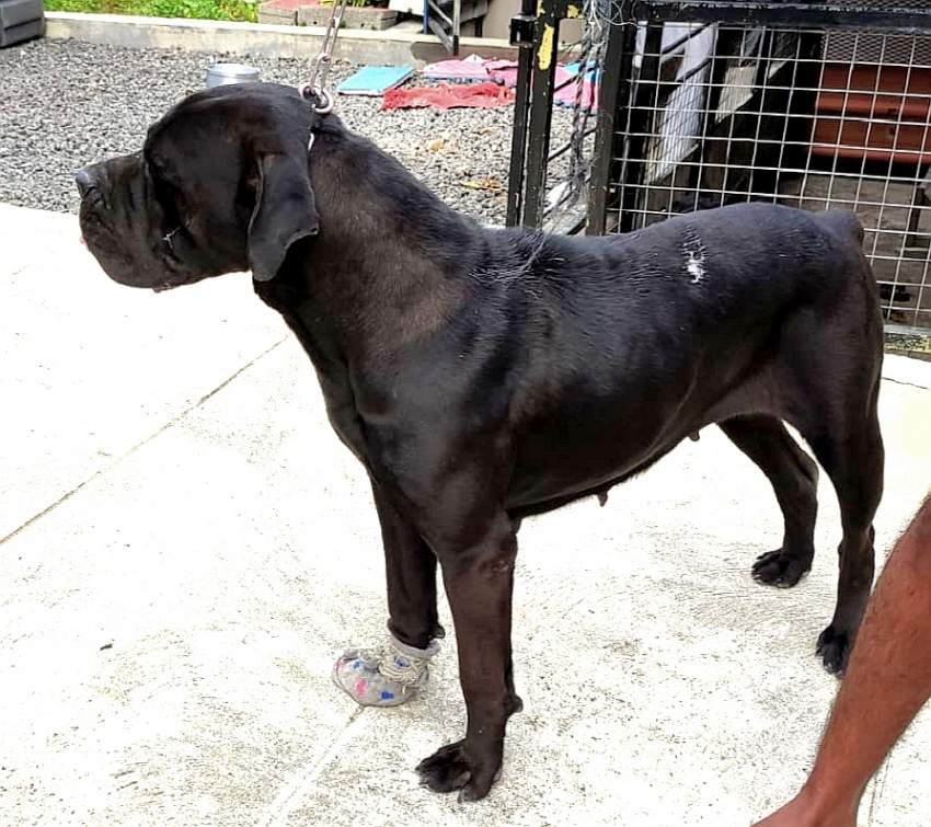 Cane Corso Puppies Great Combination of Italian and French Bloodline - 6 - Dogs  on Aster Vender