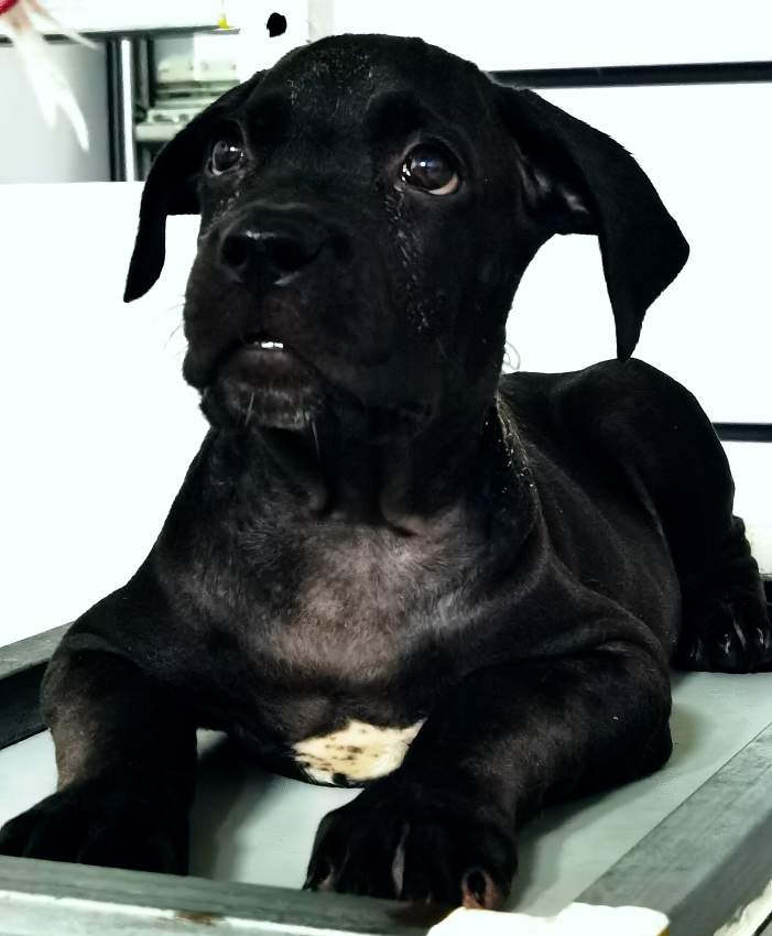 Cane Corso Puppies Great Combination of Italian and French Bloodline - Dogs at AsterVender
