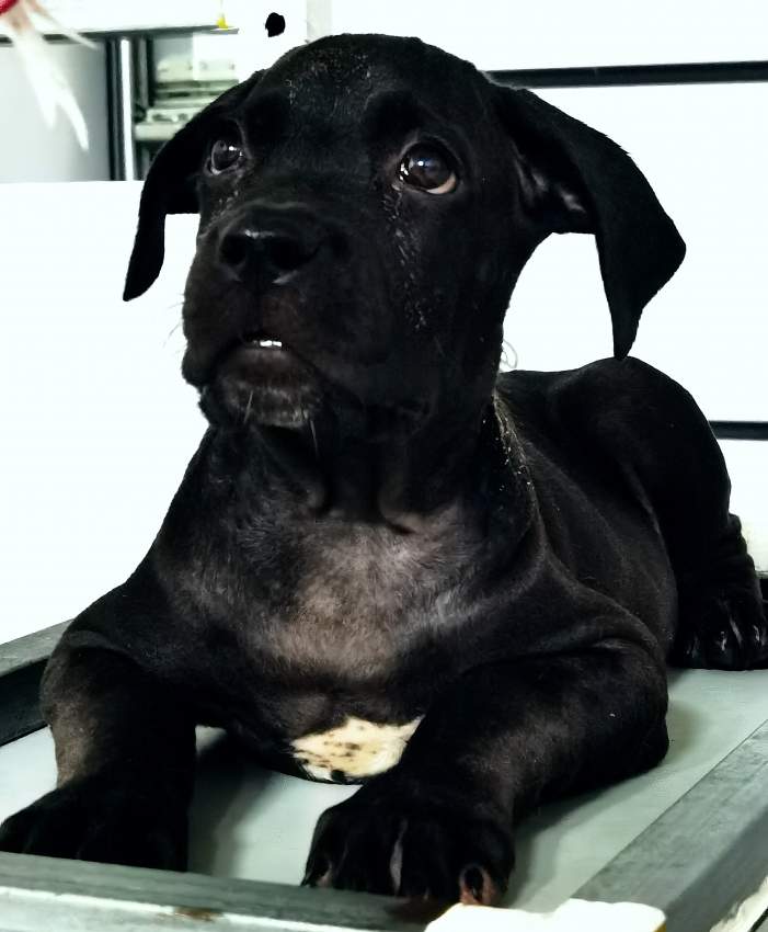 Cane Corso Puppies Great Combination of Italian and French Bloodline - 2 - Dogs  on Aster Vender