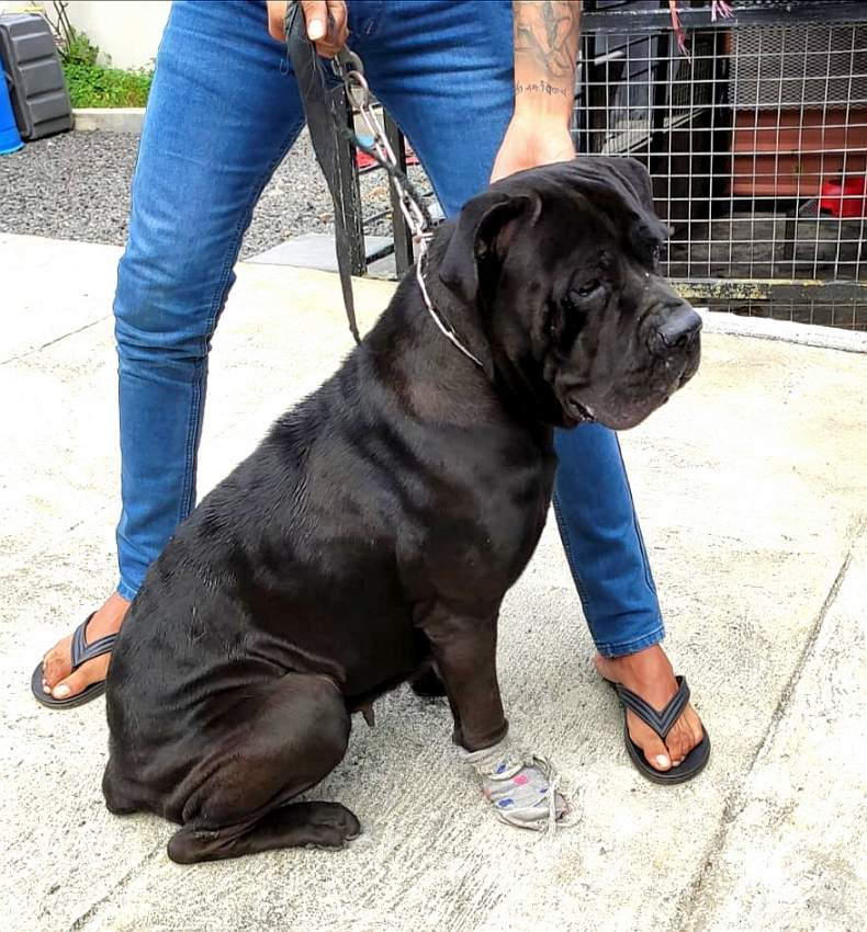 Cane Corso Puppies Great Combination of Italian and French Bloodline - 4 - Dogs  on Aster Vender