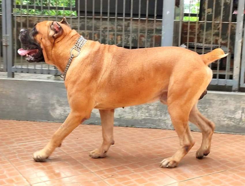 Cane Corso Puppies Great Combination of Italian and French Bloodline - 5 - Dogs  on Aster Vender
