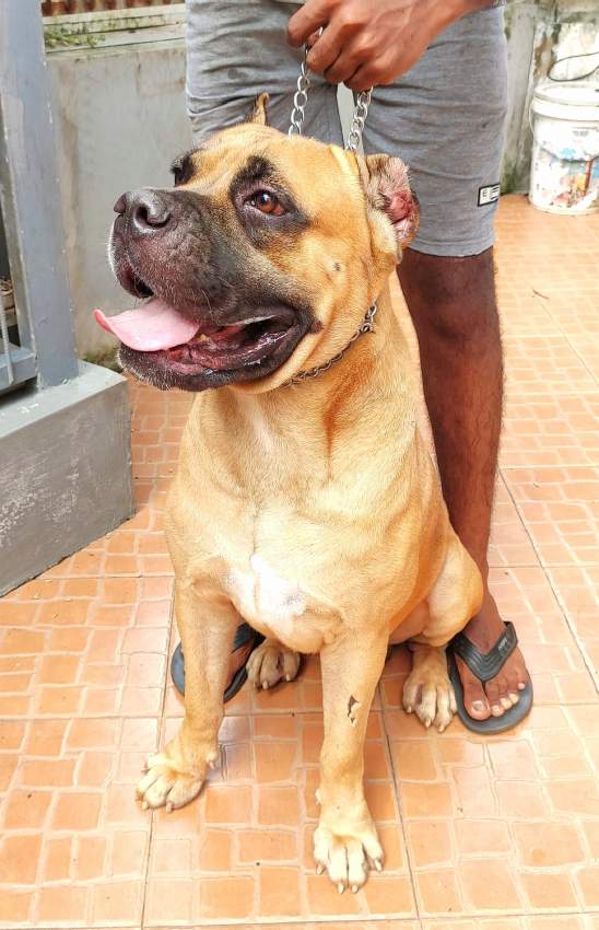 Cane Corso Puppies Great Combination of Italian and French Bloodline - 3 - Dogs  on Aster Vender