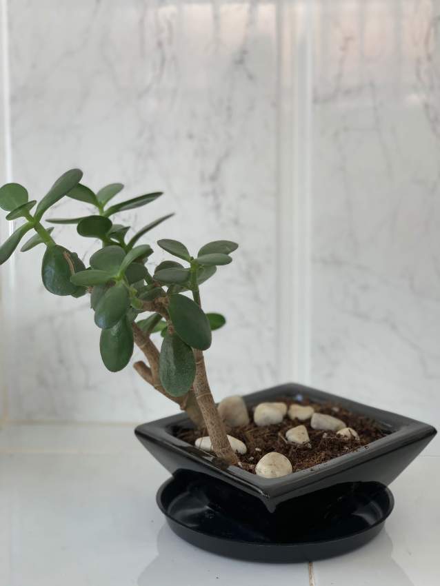 Jade plant in black ceramic pot
