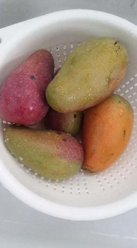 Mango trees for sale - 1 - Plants and Trees  on Aster Vender