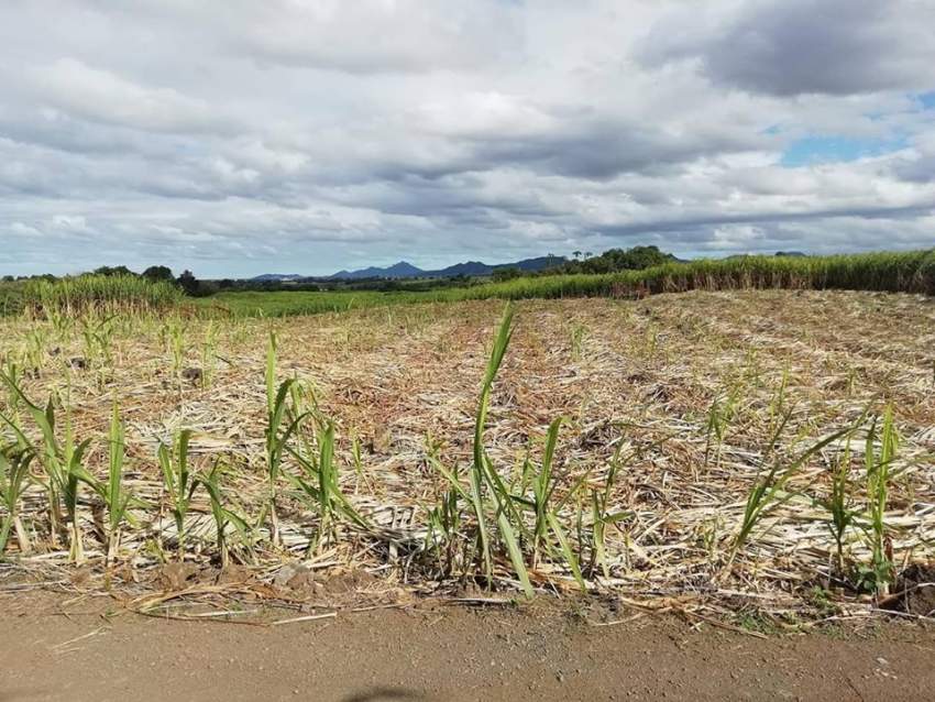 agricultural land is for sale at Laventure @ Rs4,300,000 negotiable.  - 5 - Land  on Aster Vender