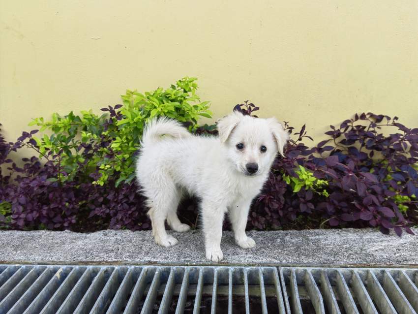 German spitz - 1 - Dogs  on Aster Vender