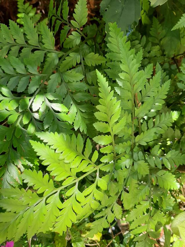 Dattier Phoenix - 0 - Plants and Trees  on Aster Vender