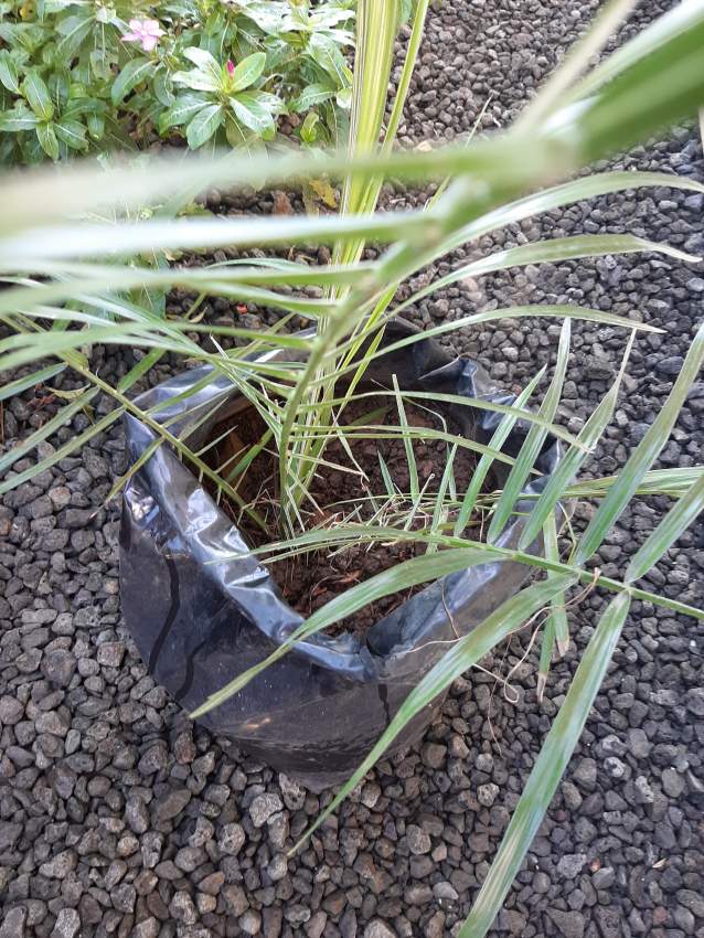 Dattier Phoenix - 1 - Plants and Trees  on Aster Vender