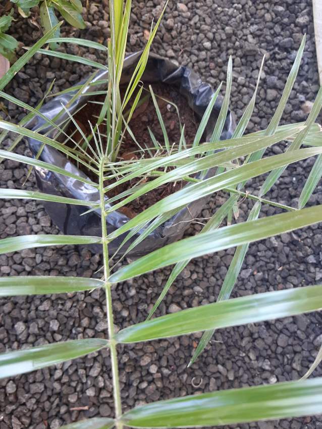 Dattier Phoenix - 2 - Plants and Trees  on Aster Vender