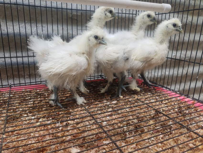Silky Chicken - 1 - Birds  on Aster Vender