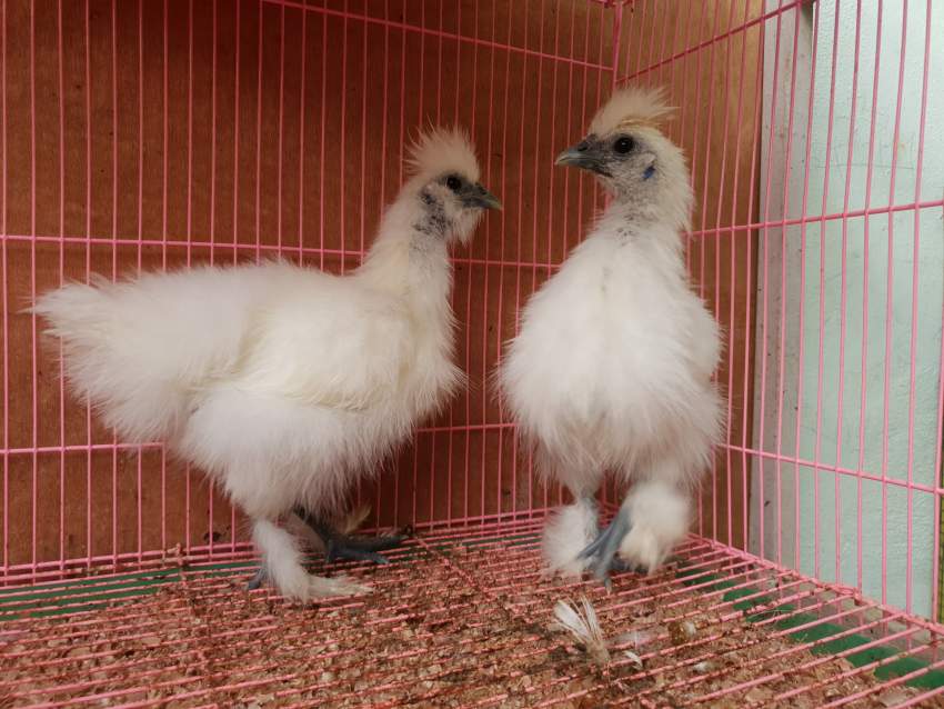 Silky Chicken - 2 - Birds  on Aster Vender