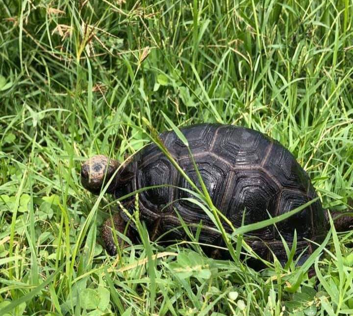 Aldabra tortoises  - Reptiles & Amphibians at AsterVender