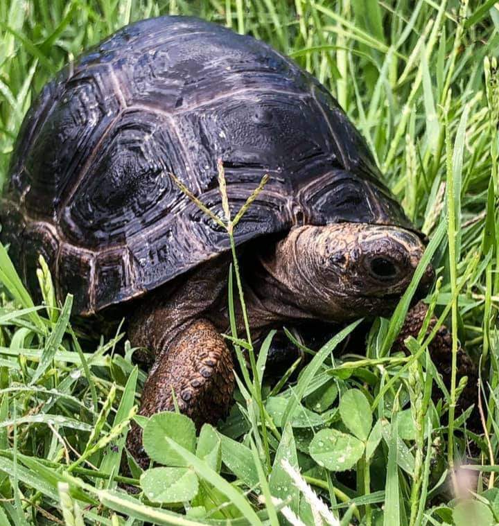 Aldabra tortoises 