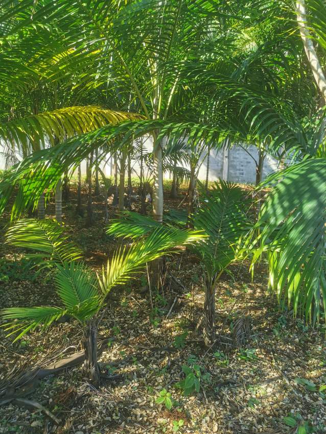 Palmiste tree  - 3 - Plants and Trees  on Aster Vender