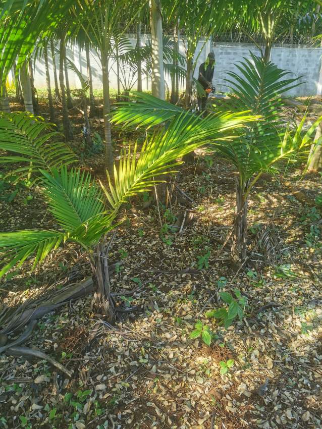 Palmiste tree  - 6 - Plants and Trees  on Aster Vender