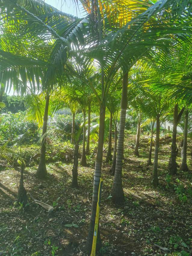 Palmiste tree  - 1 - Plants and Trees  on Aster Vender