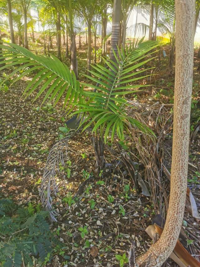 Palmiste tree  - 2 - Plants and Trees  on Aster Vender