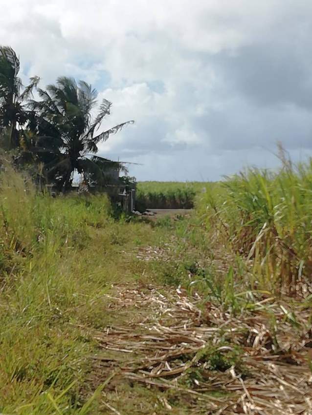 25 perches residential land at Jankee Road, Gokoola at Rs 85,000 /perc - 1 - Land  on Aster Vender