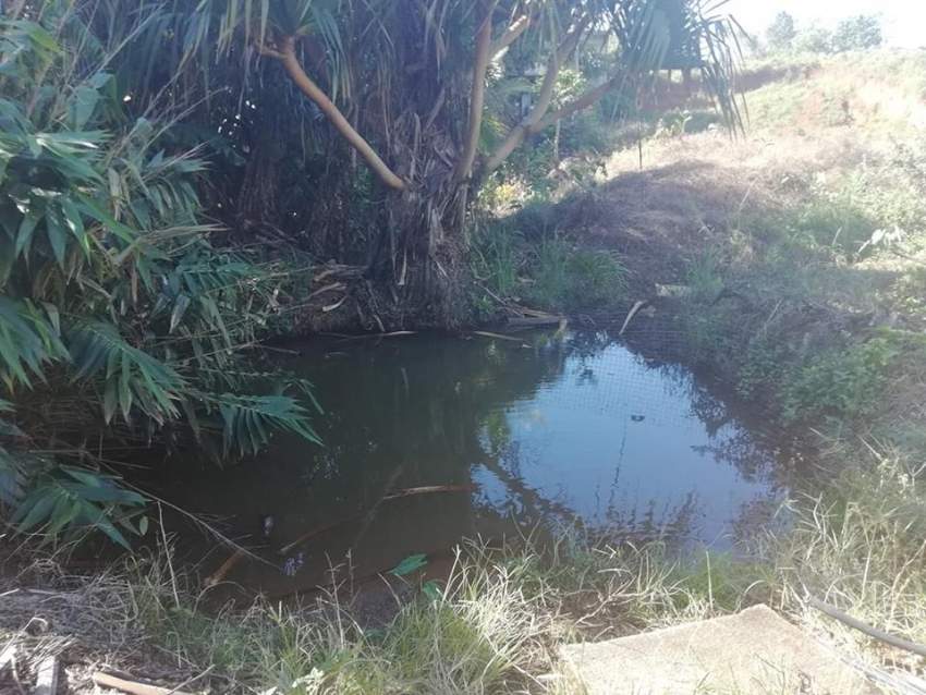 peaceful  land at Royal Road, Congomah @ Rs 35,000/perche negotiable. - 4 - Land  on Aster Vender