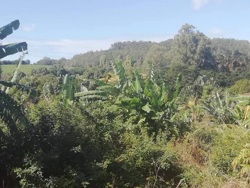 peaceful  land at Royal Road, Congomah @ Rs 35,000/perche negotiable. - 1 - Land  on Aster Vender