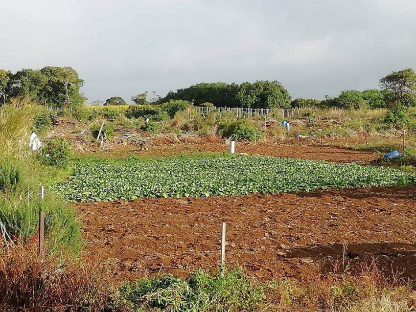 1 arpent 50 perches agricultural land is for sale in Hollywood Vacoas on Aster Vender