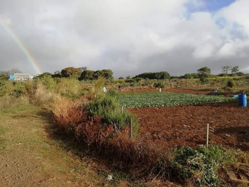 1 arpent 50 perches agricultural land is for sale in Hollywood Vacoas - 1 - Land  on Aster Vender