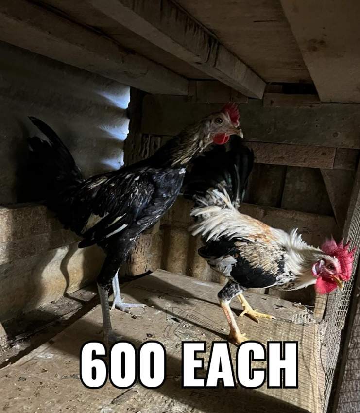 Coq a vendre  - Birds at AsterVender