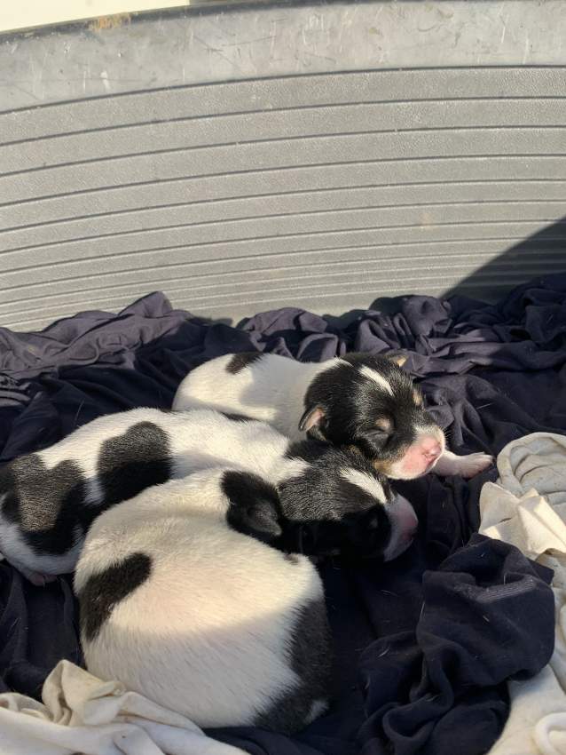 Toy fox terrier for sale  - 4 - Dogs  on Aster Vender