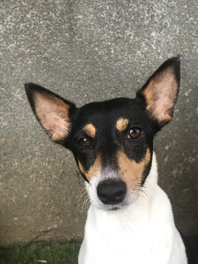 Toy fox terrier for sale  - Dogs at AsterVender