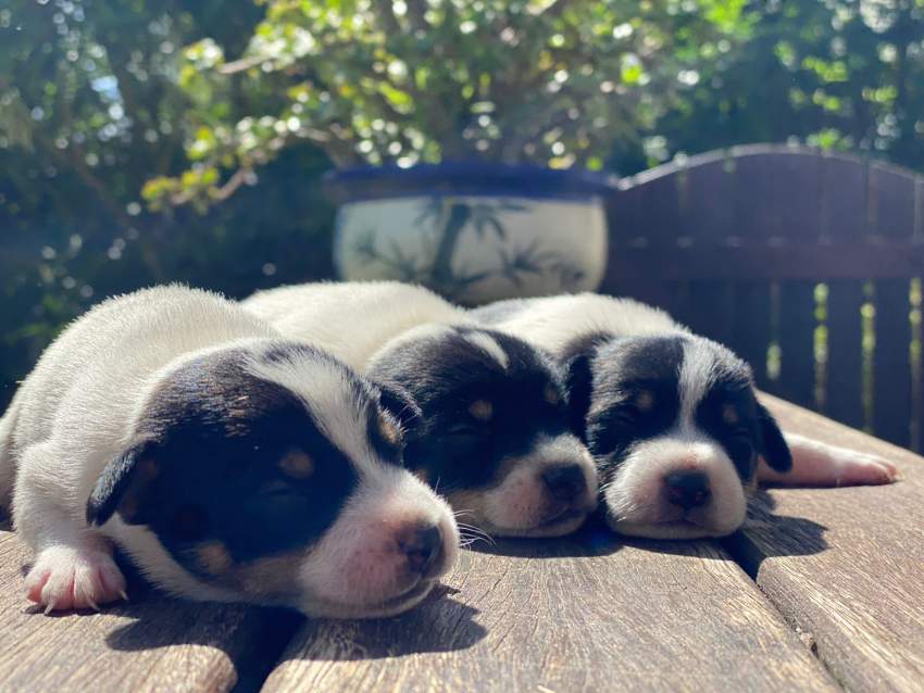 Toy fox terrier for sale  - 3 - Dogs  on Aster Vender