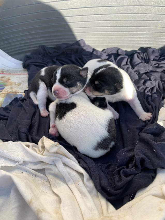 Toy fox terrier for sale  - 0 - Dogs  on Aster Vender