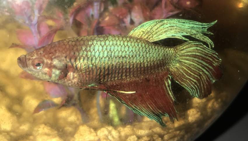 2 BETTA FISH & 2 FISH TANKS + ALL ACCESSORIES - 1 -  Aquarium fish  on Aster Vender