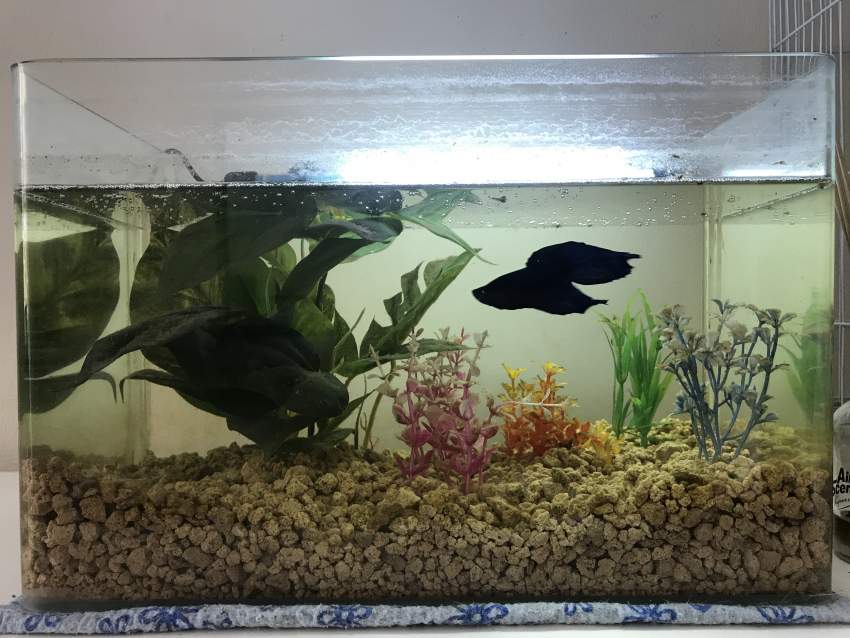 2 BETTA FISH & 2 FISH TANKS + ALL ACCESSORIES - 2 -  Aquarium fish  on Aster Vender