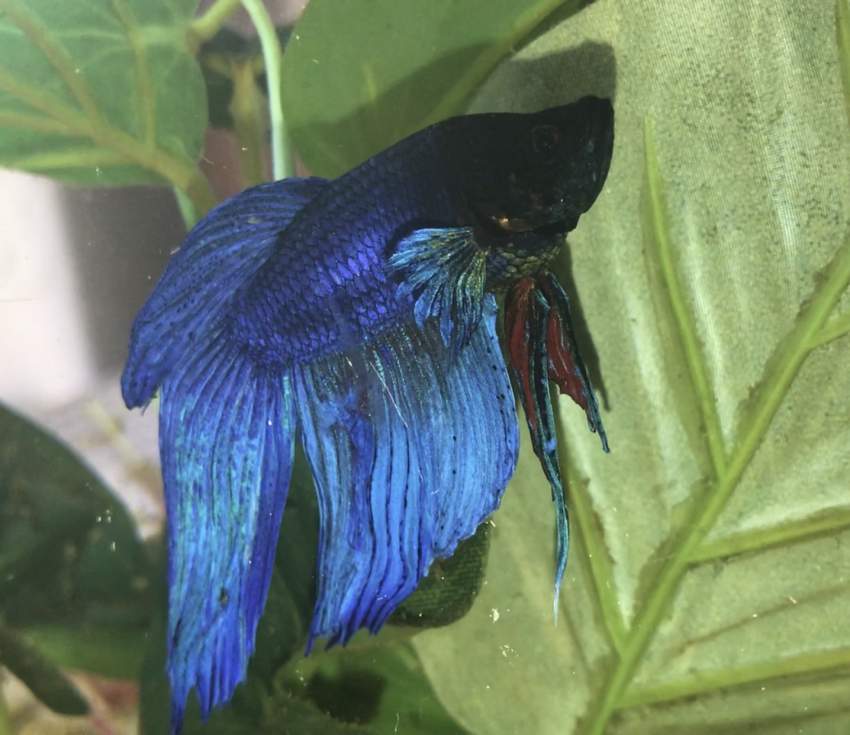 2 BETTA FISH & 2 FISH TANKS + ALL ACCESSORIES - 3 -  Aquarium fish  on Aster Vender