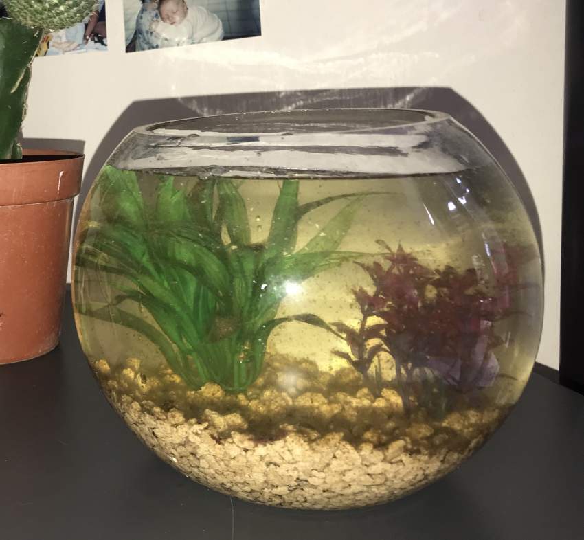 2 BETTA FISH & 2 FISH TANKS + ALL ACCESSORIES - 0 -  Aquarium fish  on Aster Vender